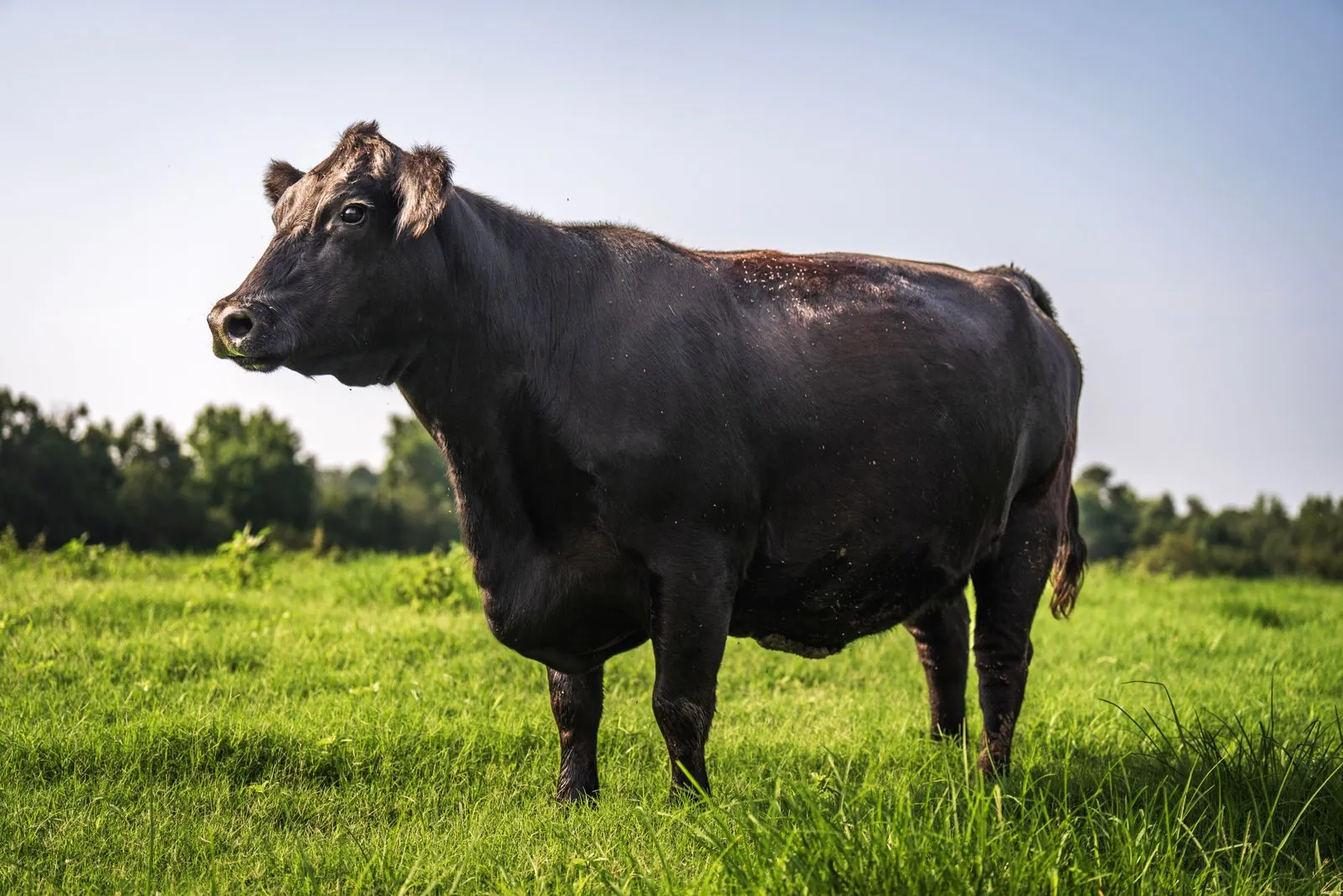 Side view of a Black Angus cow in good condition standing in a green pasture