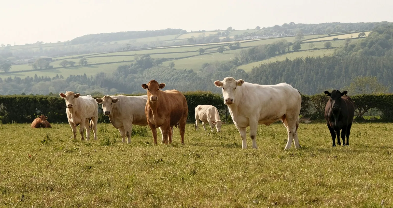 A mixed group of young cream, red and black beef cattle standing on green pasture with rolling farmland behind