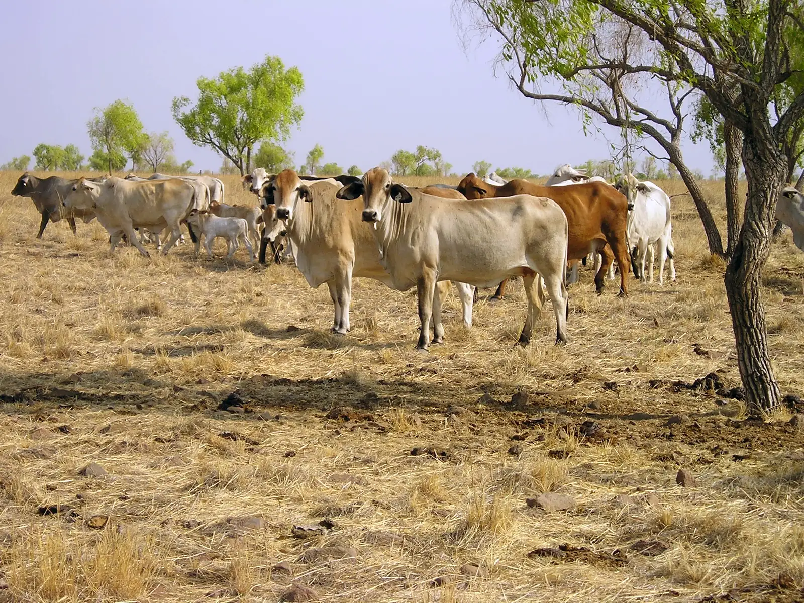 Brahman cattle grazing in the Burdekin River catchment, Queensland