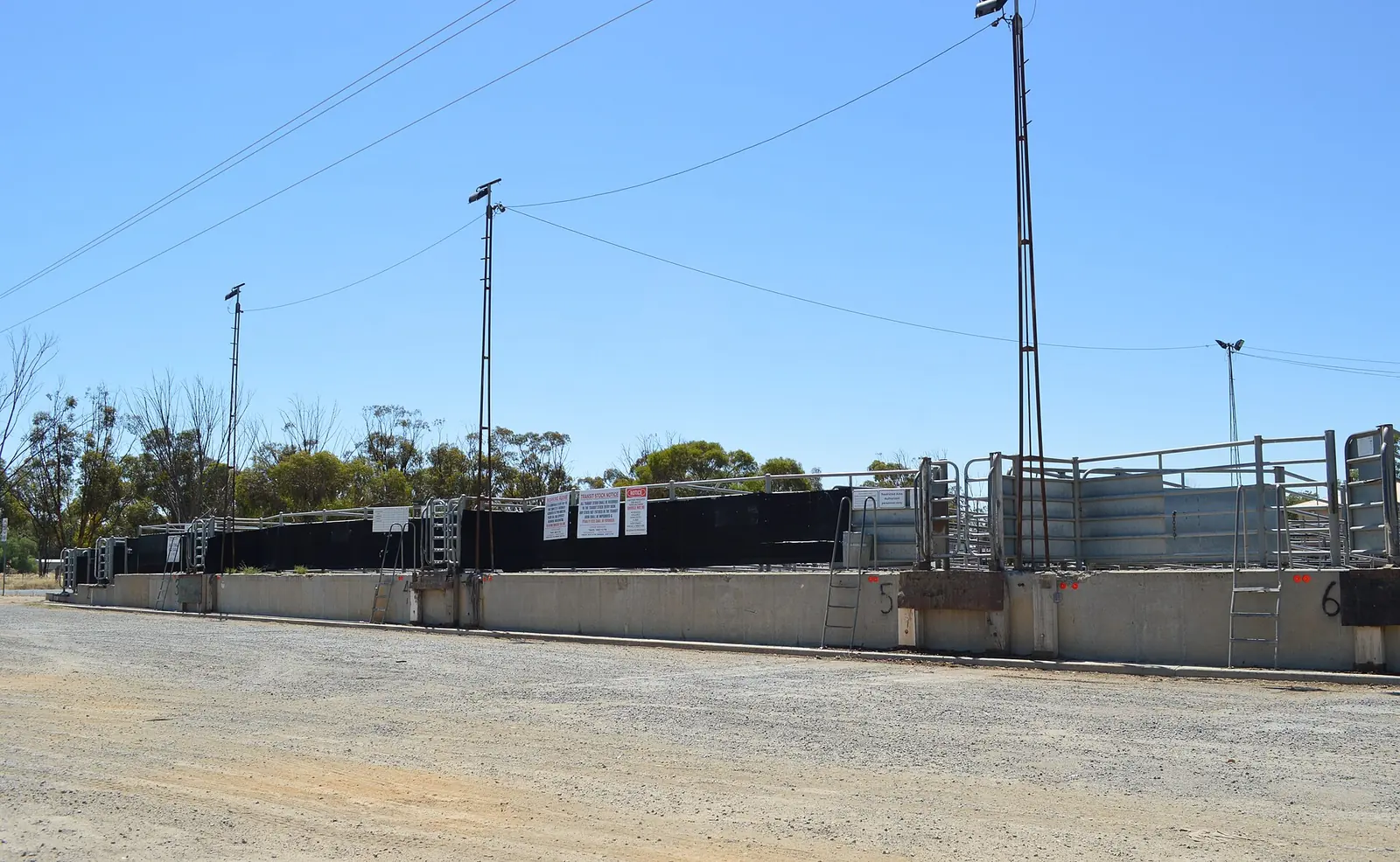 Empty timber cattle loading ramps at Finley saleyards, New South Wales, with yards and trees behind