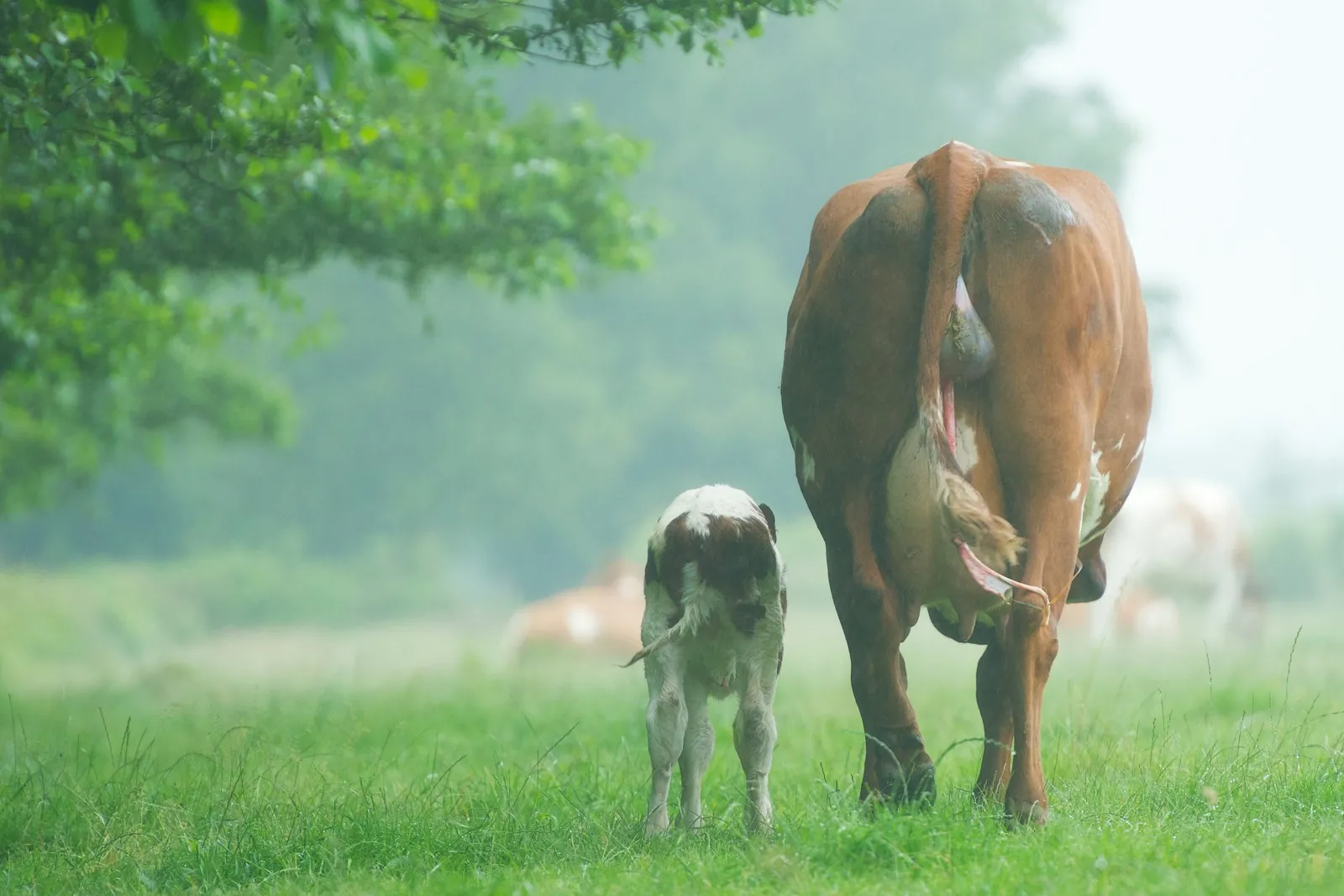 A red and white beef cow walking away across green grass beside its newborn calf, with trees and mist behind