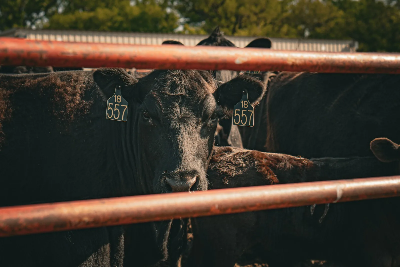 Black Angus cattle with numbered ear tags standing close together behind the steel rails of a cattle yard