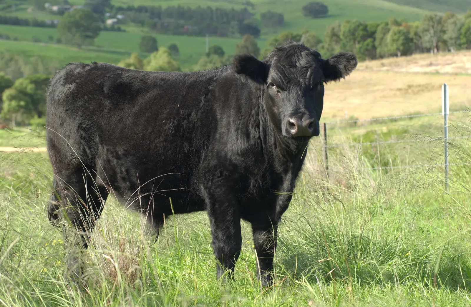 Young black beef cattle standing in timber yards near Wolumla, New South Wales