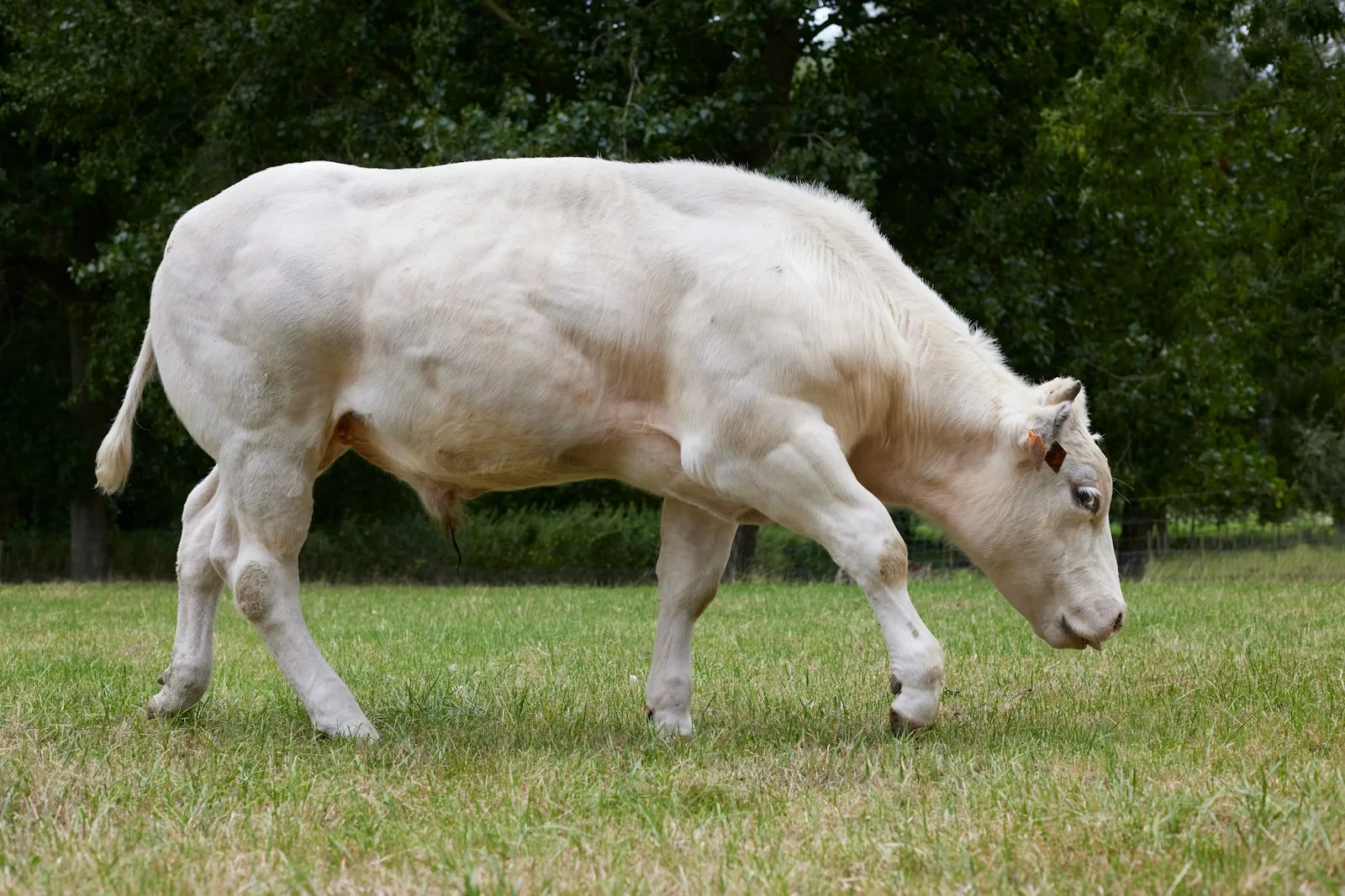 A heavily muscled white beef bull grazing in a green paddock, side view showing thick hindquarters and visible muscle seams