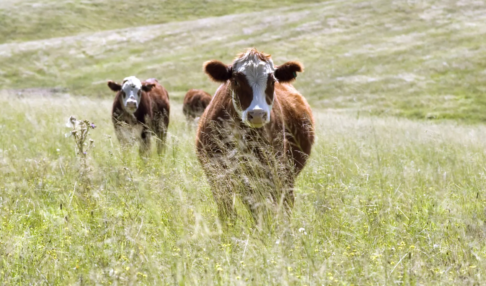 Beef cows and calves standing on dry pasture near Wolumla, New South Wales, with trees in the background