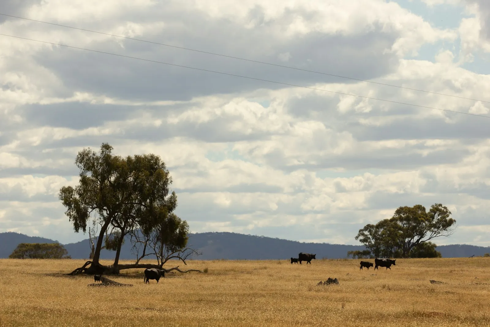 Black cattle spread thinly across a dry, golden paddock with scattered gum trees in rural Victoria
