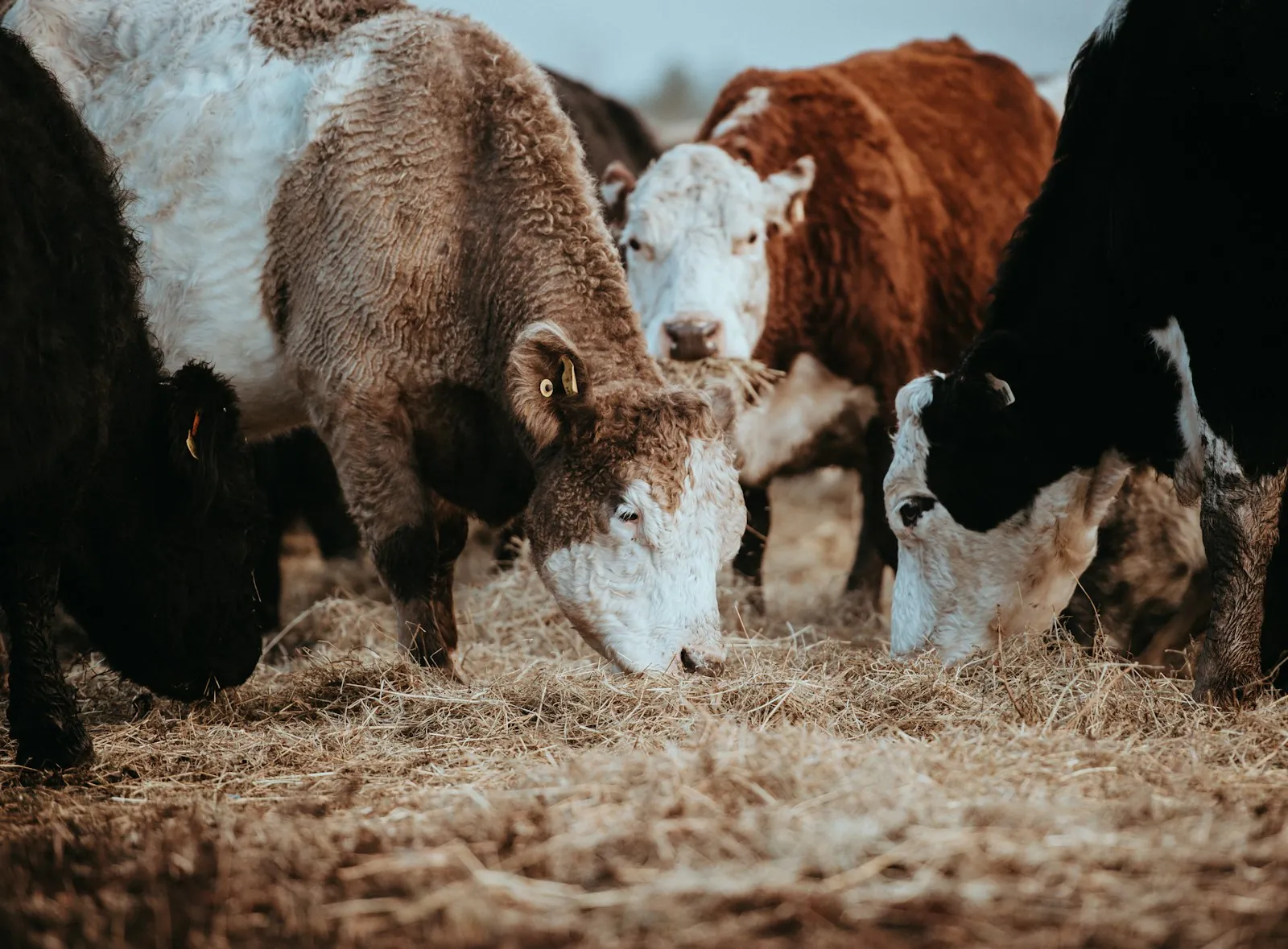 A group of Hereford and black baldy cattle with their heads down, eating hay spread on the ground