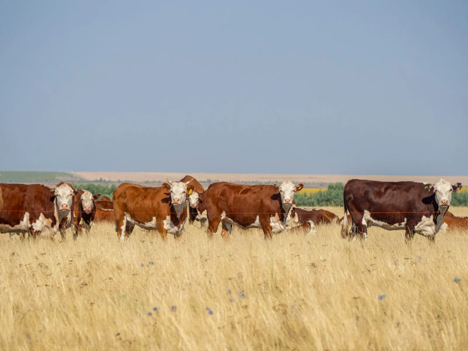 A herd of red and white Hereford cows standing in dry golden pasture behind a single wire fence, several facing the camera