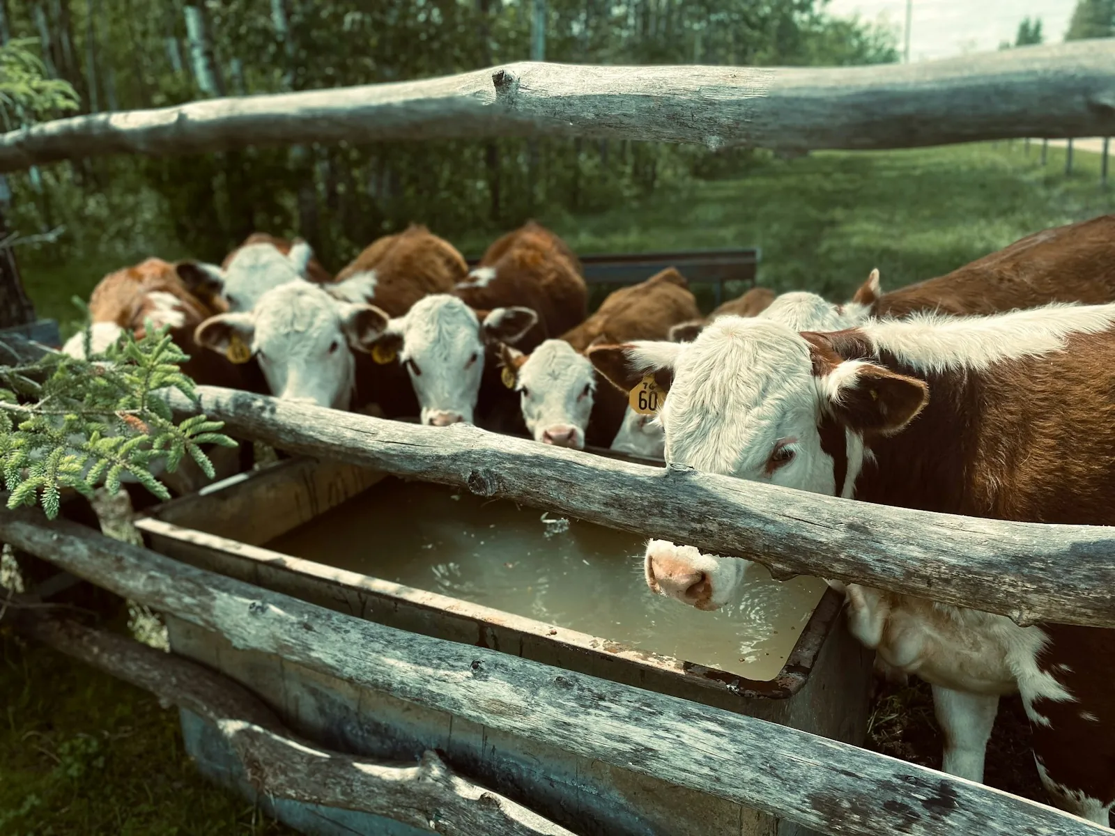 Hereford cattle lined up drinking from a water trough behind a rustic log rail fence