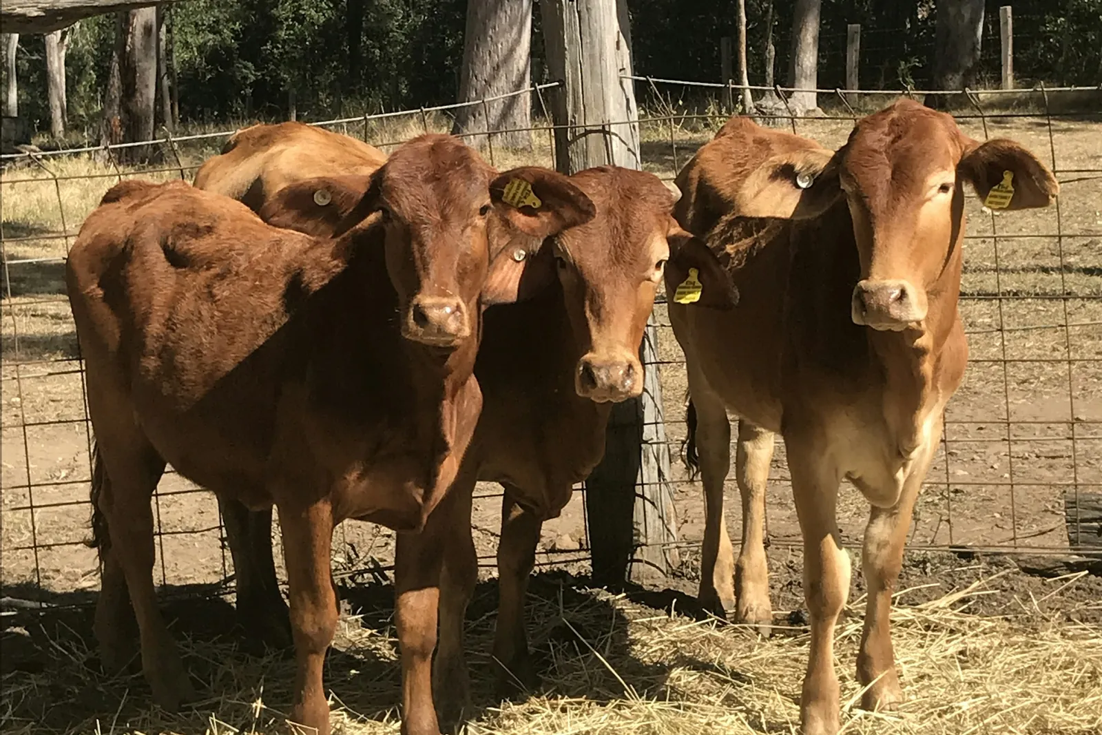 Three young red beef cattle with yellow ear tags standing in timber and wire yards with bushland behind
