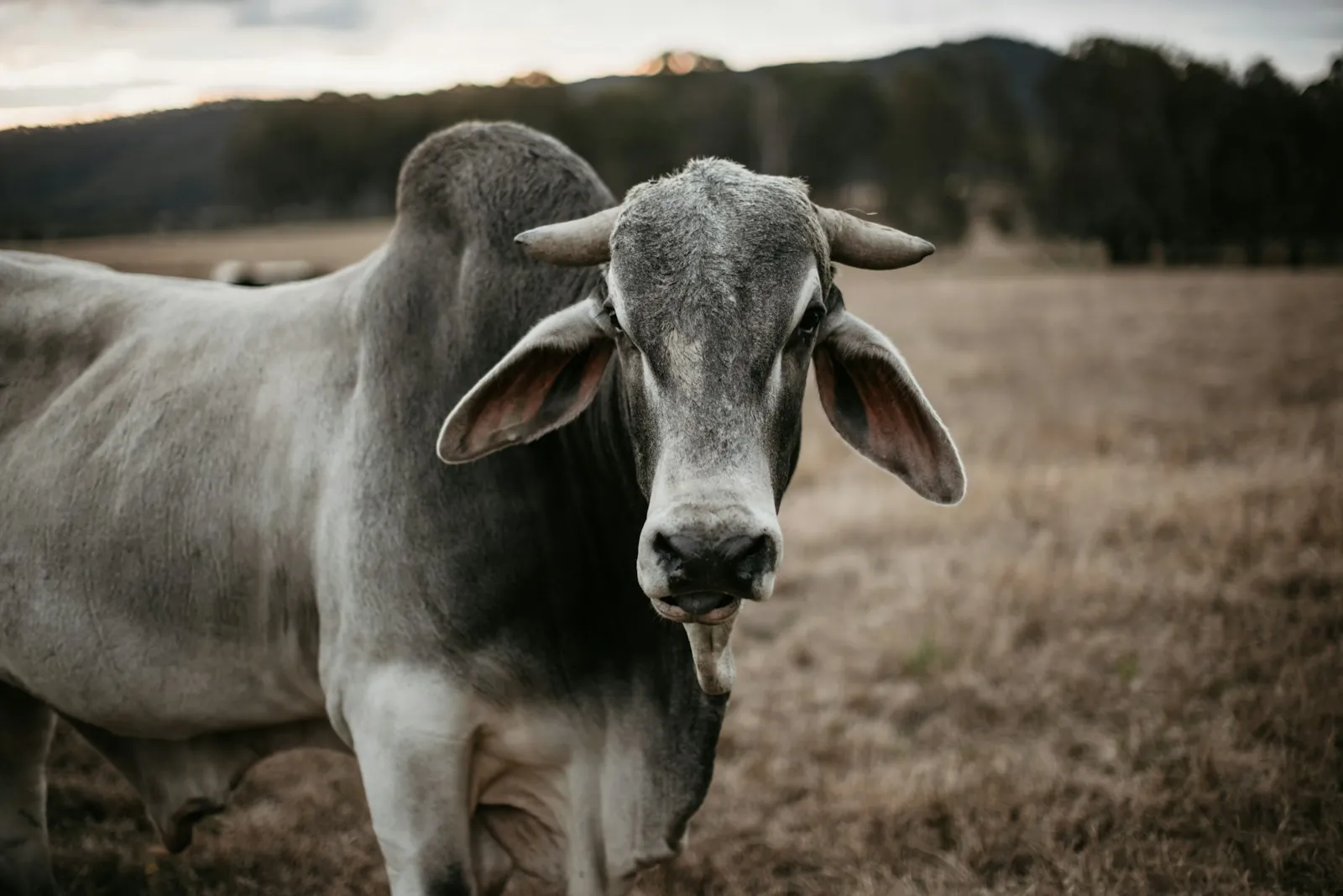 Close up of a grey Brahman beast with a hump, short horns and long ears, mouth slightly open, standing in a dry Australian paddock