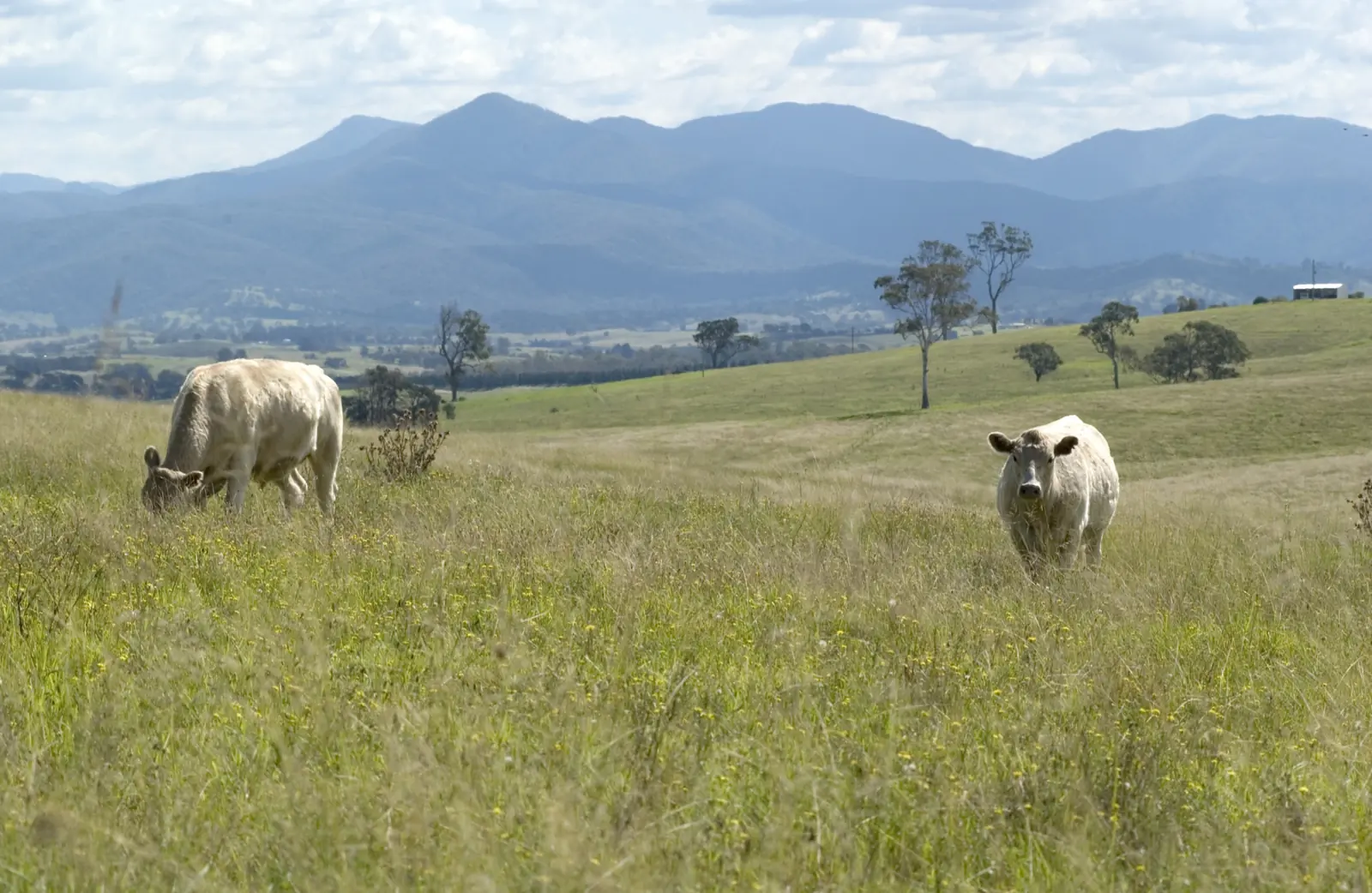 A beef cow and calf on green pasture near Wolumla, New South Wales