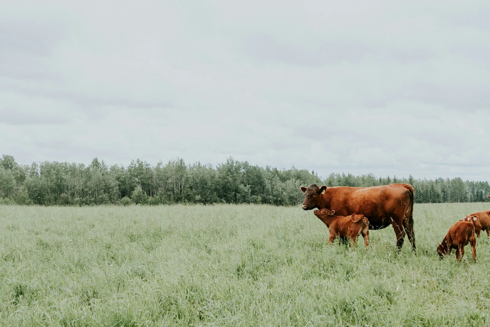 A red beef cow standing in a long grassy paddock with three young calves beside it and a line of trees behind