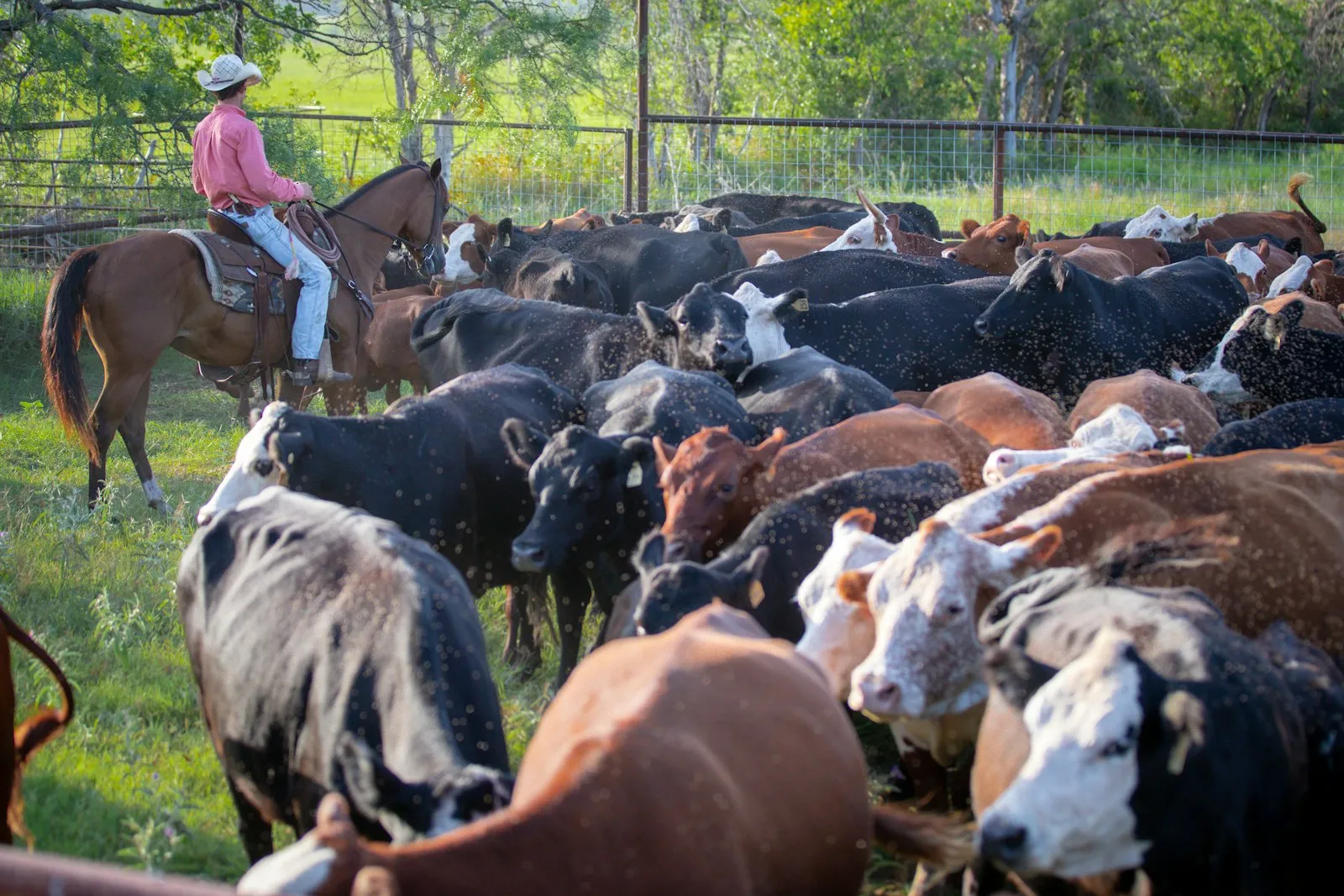 A rider on horseback working a mixed mob of black, red and white-faced beef cattle in a fenced yard